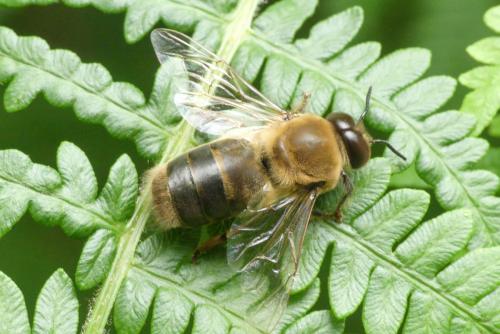 Réf. 260 247 : Apis mellifera